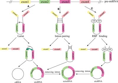 CircCCDC66: Emerging roles and potential clinical values in malignant tumors